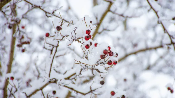 Do You Know The 150+ Japanese Names That Mean Ice in 2014? Know Them Here