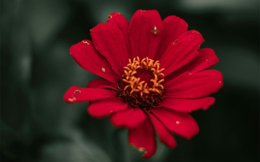 Japanese Names That Means Flower