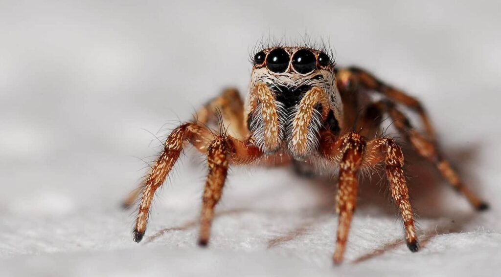 Japanese Names That Mean Spider | The Creepy Creatures Will Inspire You to Use Names For Your Little One