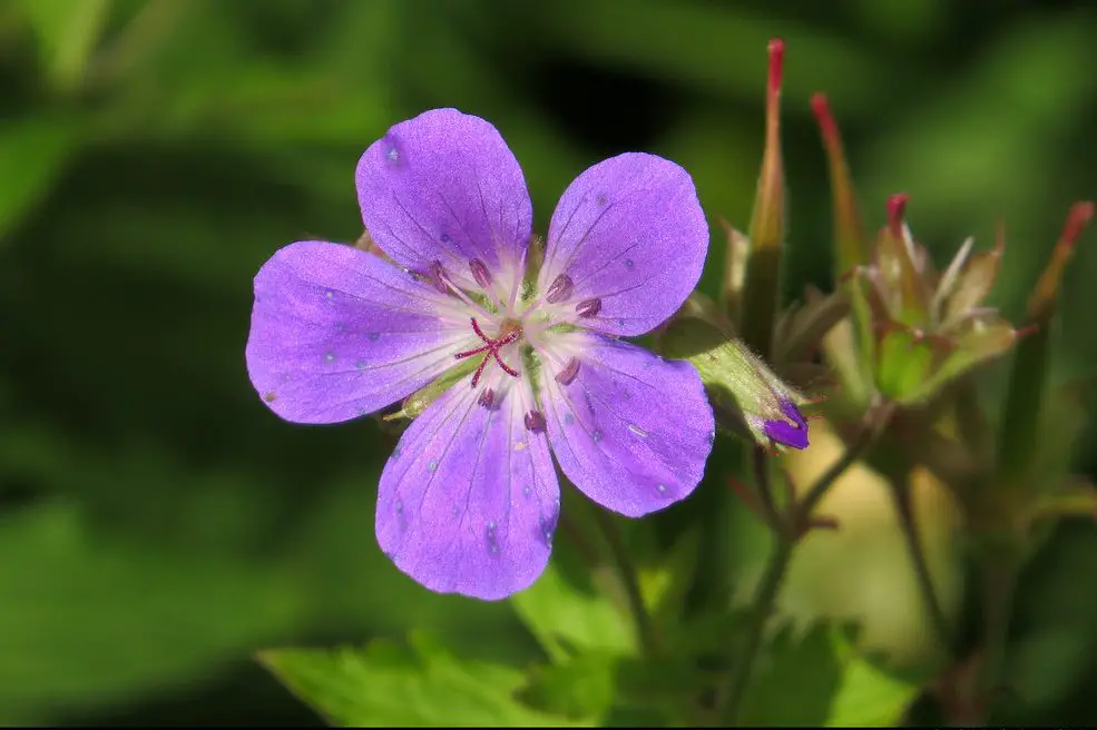 Japanese Names That Mean Purple | Know The Imperial Color of Japan